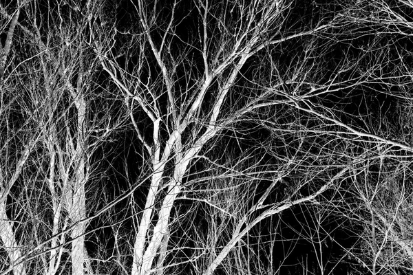 White tree branches on a black