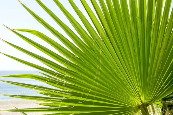 Palm leaves of tree