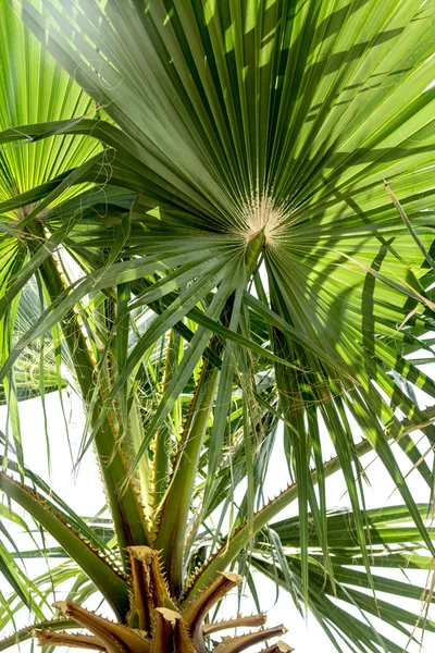 Palm leaves of tree