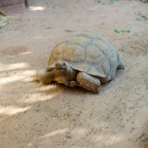 Giant tortoises in Oasis Park on Fuerteventura, Canary Island