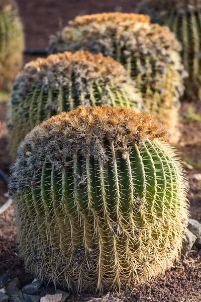 Echinocactus grusonii, popularly known as the golden barrel cactus, golden ball or, amusingly, mother-in-law\'s cushion,