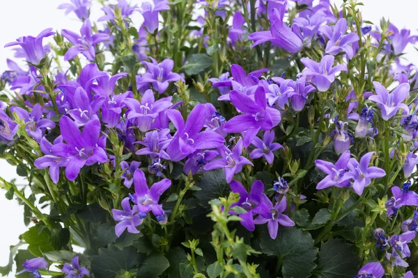 Beautiful vivid purple spring flower bush Dalmatian bellflower (Campanula portenschlagiana)