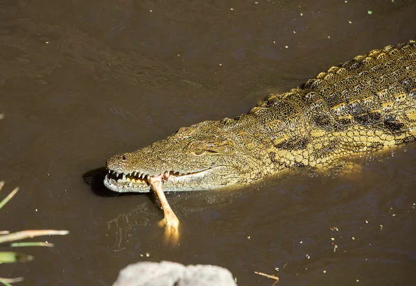 A dangerous Crocodile in Oasis Park on Fuerteventura , Canary Island