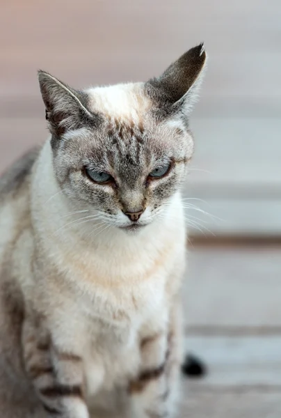 A Beautiful  grey cat outside in the garden