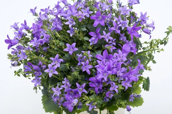 Beautiful vivid purple spring flower bush Dalmatian bellflower
