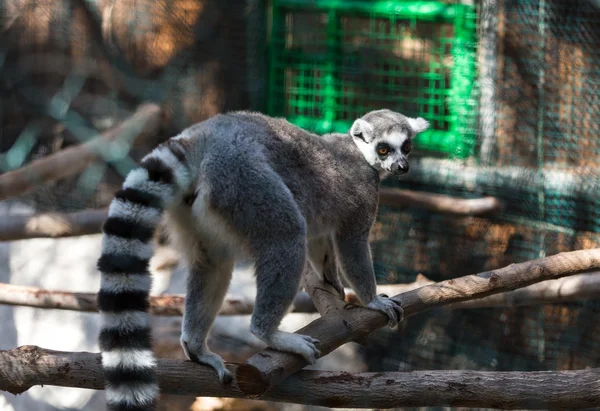 Ring-tailed Lemur (Lemur catta) looks out with big, bright orange eyes and watches from a branch in Madagasc