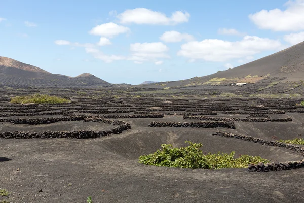 Vineyard on black volcanic soil in La Geria area. Lanzarote.Canary Islands.Spain