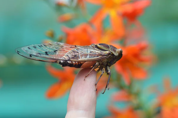 Large cicada on fingertip