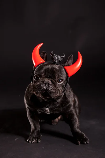French bulldog with devil horn