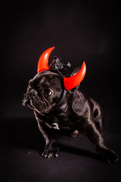 A french bulldog