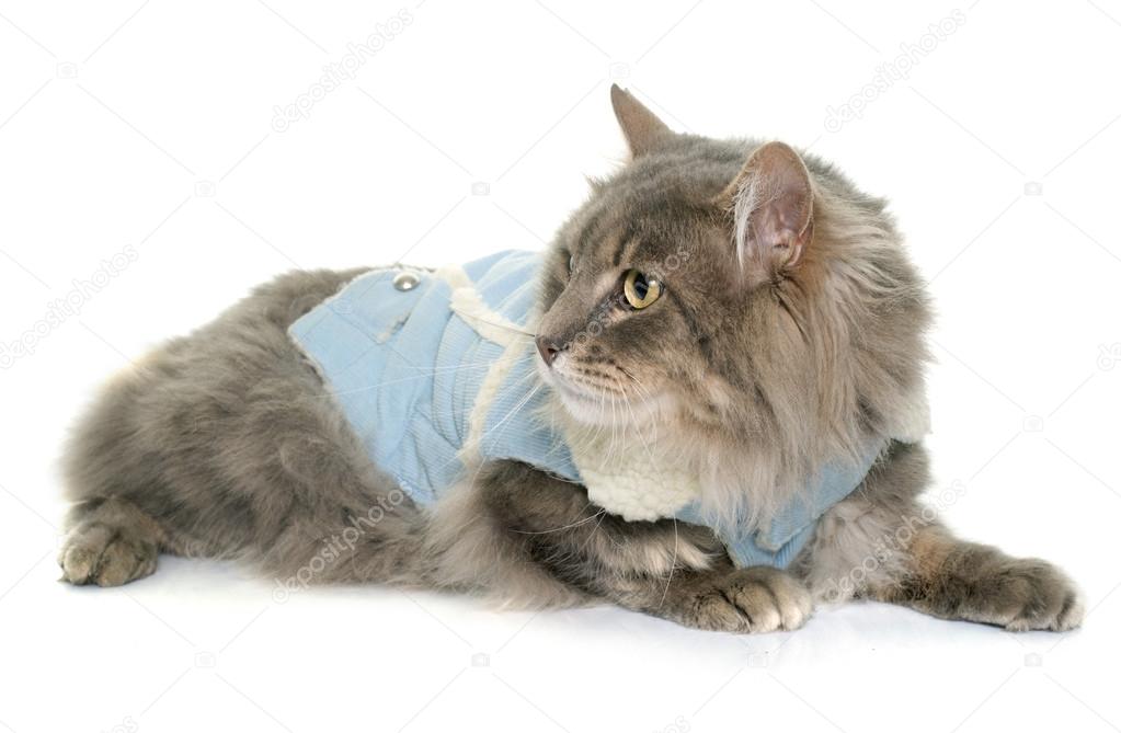 Résultat de recherche d'images pour "maine coon habille"