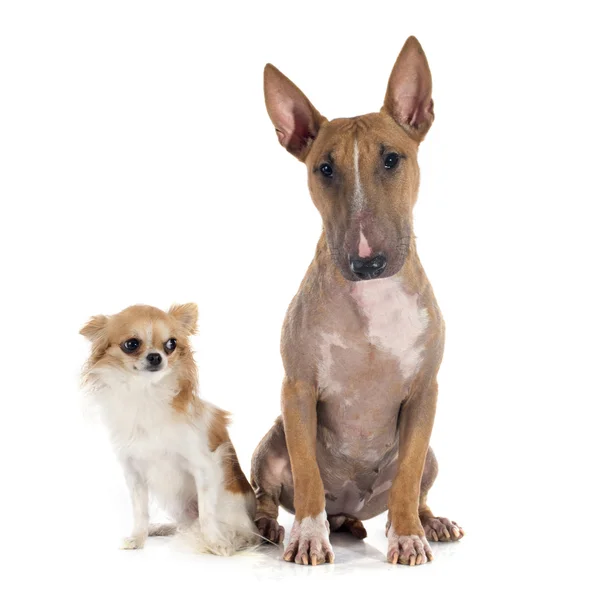 Bull terrier and chihuahua