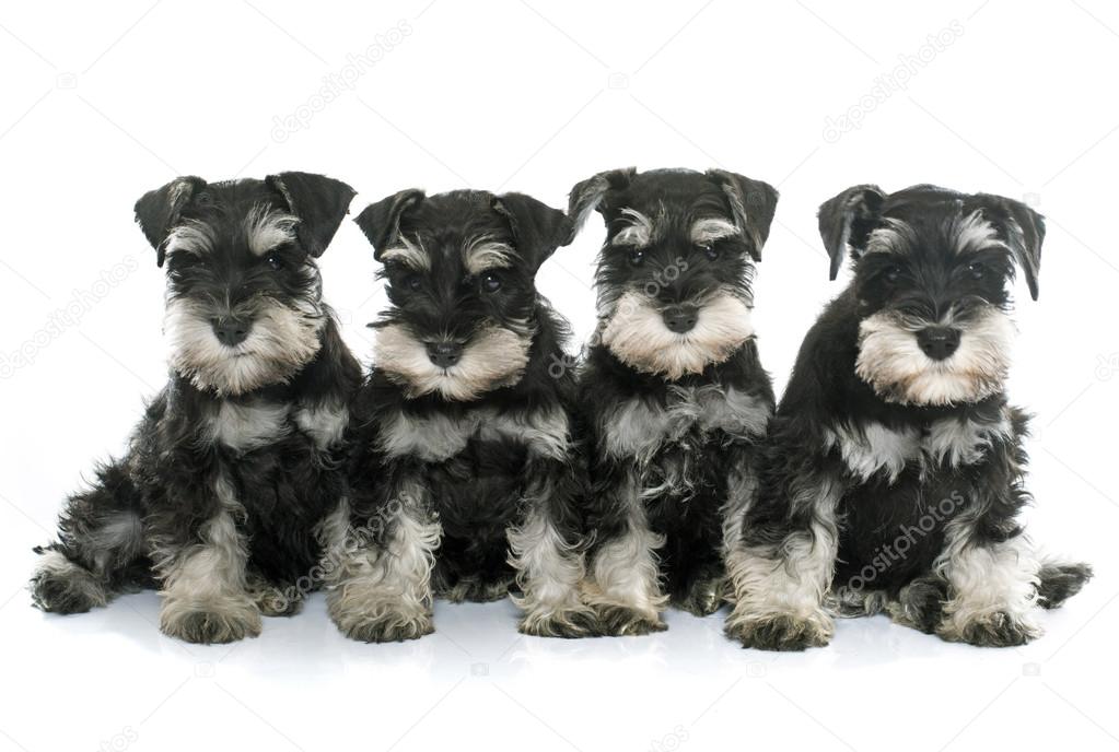 Dvärgschnauzer valpar — Stockfoto 90004726