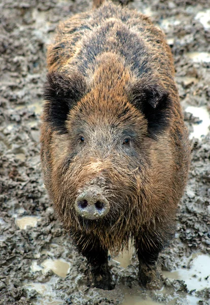 Animal wild boar