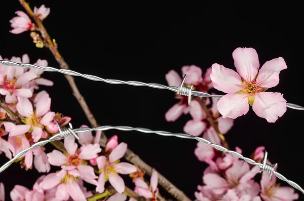 Flowers on barbed wire
