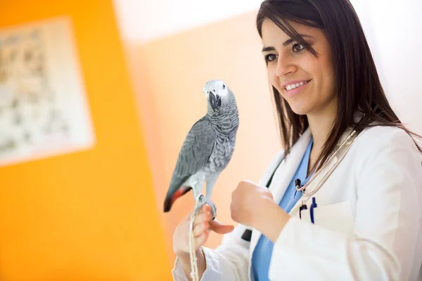 Veterinarian examining sick African grey parrot