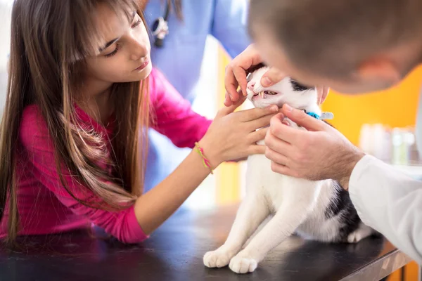 Vet specialist checking cat\'s mouth and teeth in vet clinic