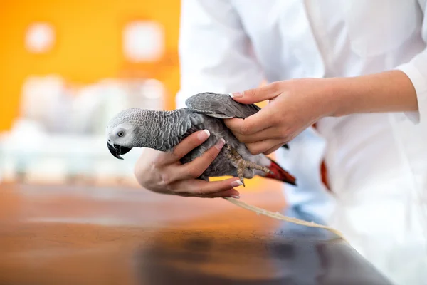 Examination of African gray parrot in vet infirmary