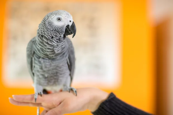 Close up of African gray parrot