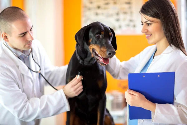 Respiration checkup of Great Done dog in vet clinic