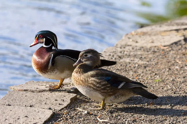 Wood Duck Pair by the Lake