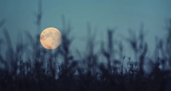Full Moon in corn field
