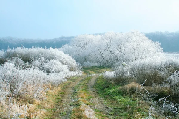 Frost covered nature