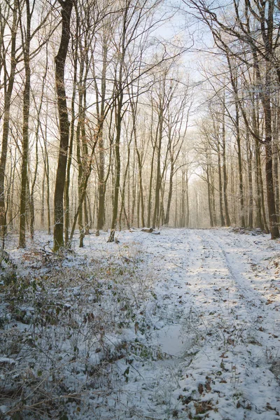 Sunny winter forest road