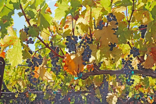 Grapes on the vine in the Napa Valley of California