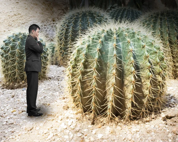 Small man looking at big cactus