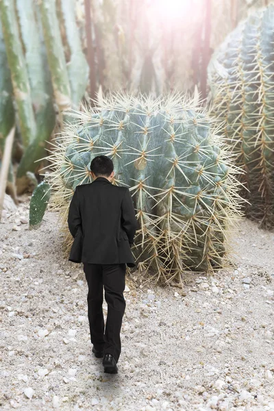 Man walking toward cactus