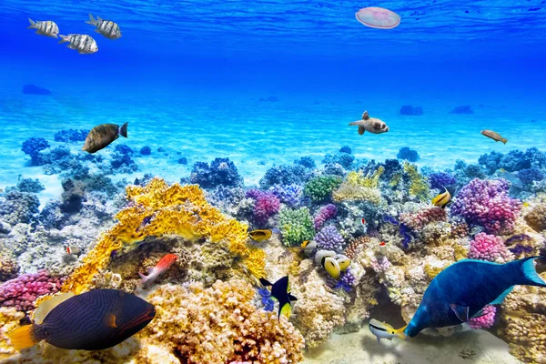 Underwater world with corals and fish.