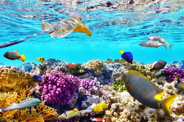 Underwater world with corals and  fish.