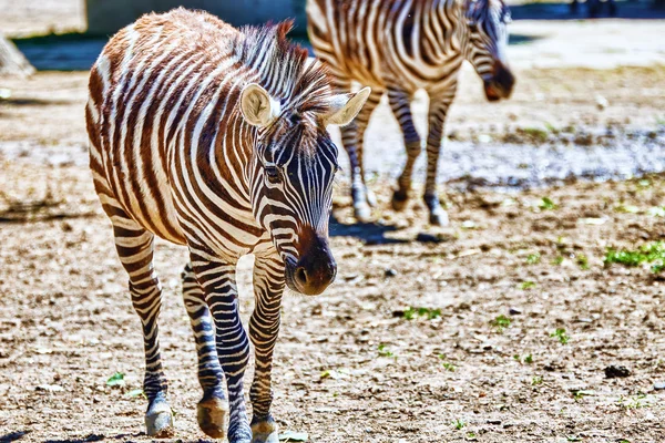 Zebras in their natural habitat.