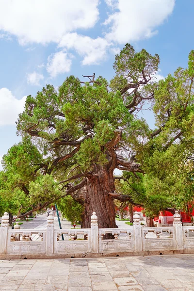 Old tree near Temple of Confucius at Beijing - the second larges