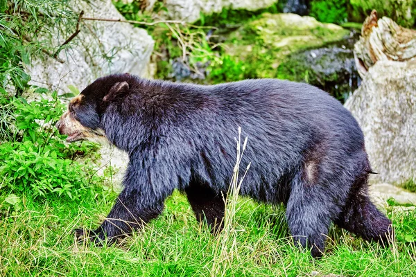 Spectacled Bear in its natural habitat.