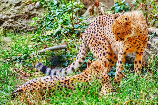 Couple of Cheetah (Acinonyx jubatus) is a big cat in the subfami