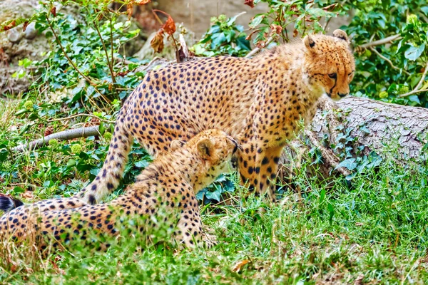 Couple of Cheetah (Acinonyx jubatus) is a big cat in the subfami