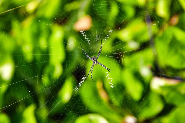 Spider sits in his web in the Maldives island.