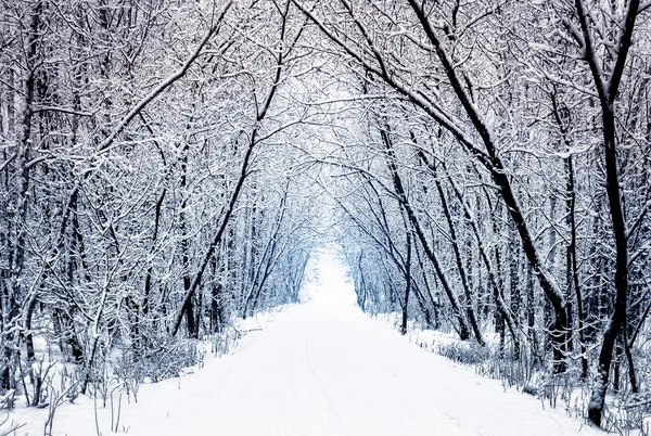 Winter forest alley with trees