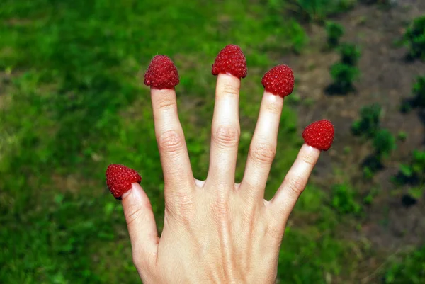 Raspberries on the tips of fingers