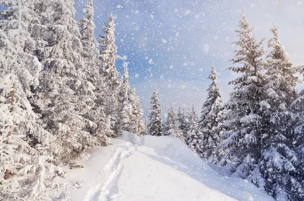 Snow path in winter forest