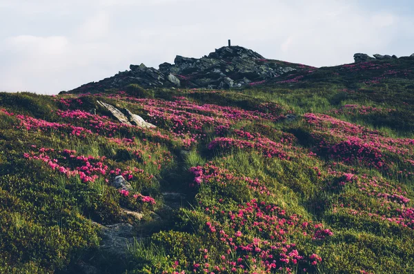 Path in the mountains of the summer. Color toning. Low contrast.