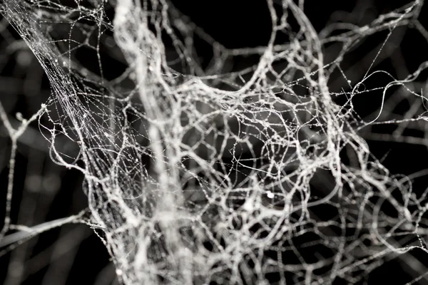 Cobweb background