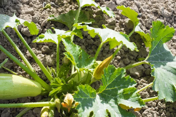 Harvesting ripe vegetable marrow