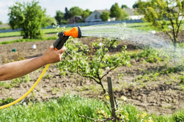 Watering water from a hose garden flowers