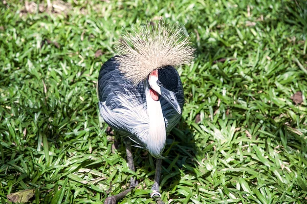 African Crowned Crane