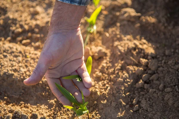 Details of senior hand checking culture in fields