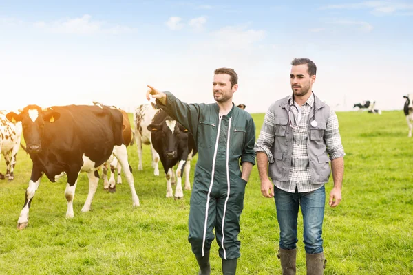 Farmer and veterinary working together in a barn