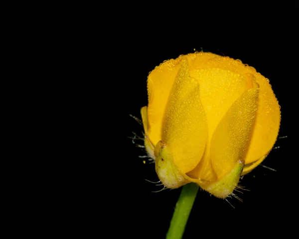 Budding Buttercup Flower With Dew